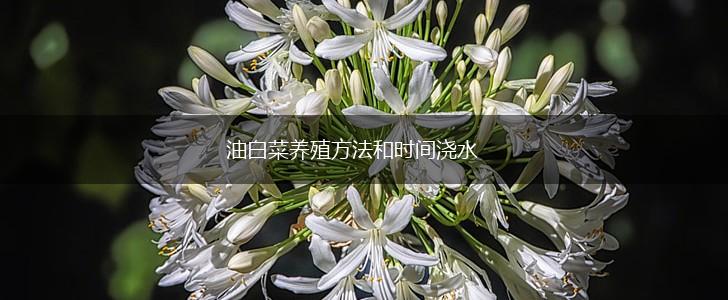 油白菜养殖方法和时间浇水,第1张