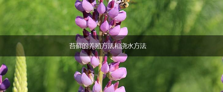 苔藓的养殖方法和浇水方法,第1张