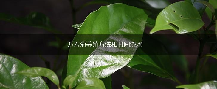 万寿菊养殖方法和时间浇水,第1张