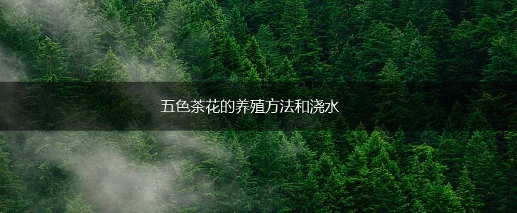 五色茶花的养殖方法和浇水,第1张