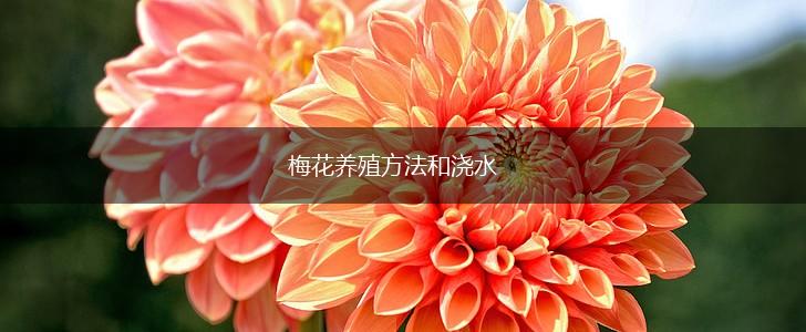 梅花养殖方法和浇水,第1张