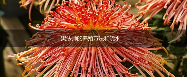 黑法师的养殖方法和浇水,第1张