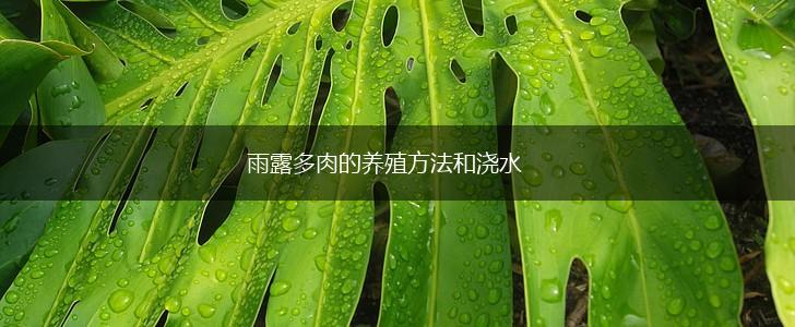 雨露多肉的养殖方法和浇水,第1张