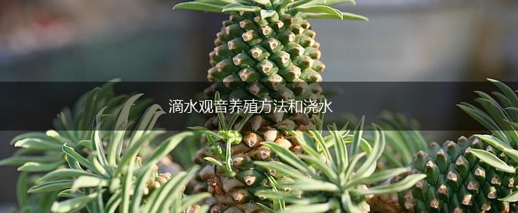 滴水观音养殖方法和浇水,第1张