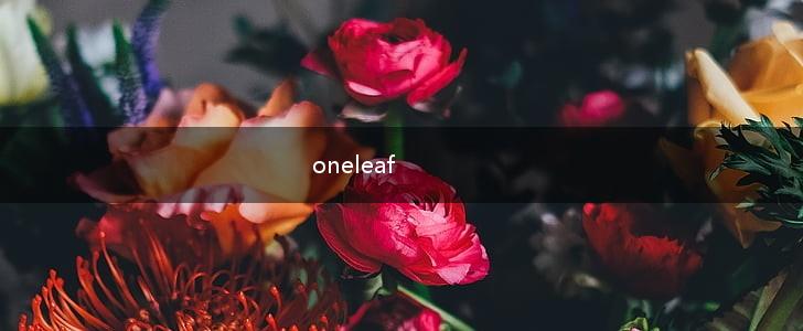 oneleaf,第1张