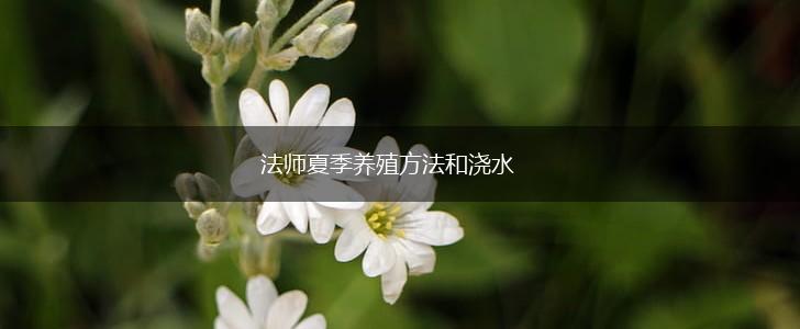法师夏季养殖方法和浇水,第1张