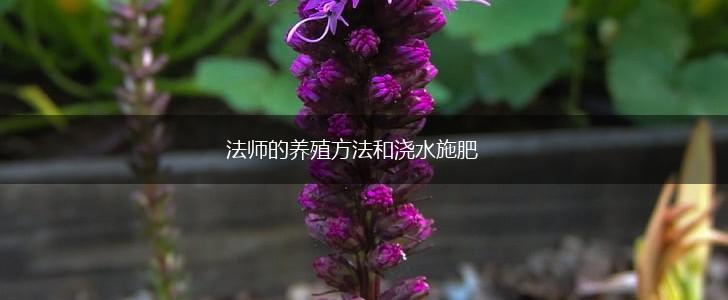 法师的养殖方法和浇水施肥,第1张