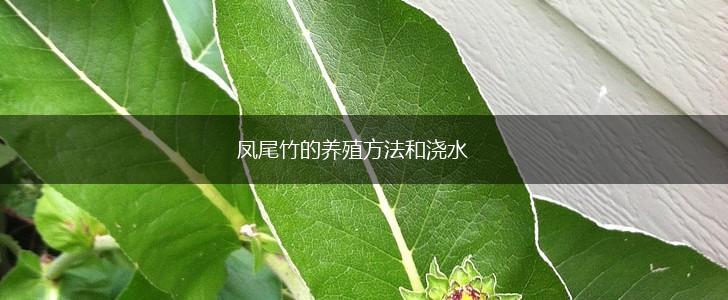 凤尾竹的养殖方法和浇水,第1张