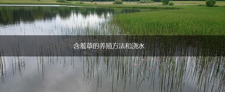 含羞草的养殖方法和浇水,第1张