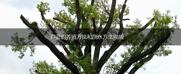 芦荟的养殖方法和浇水方法视频,第1张