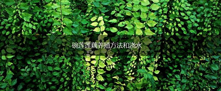 碗莲莲藕养殖方法和浇水,第1张