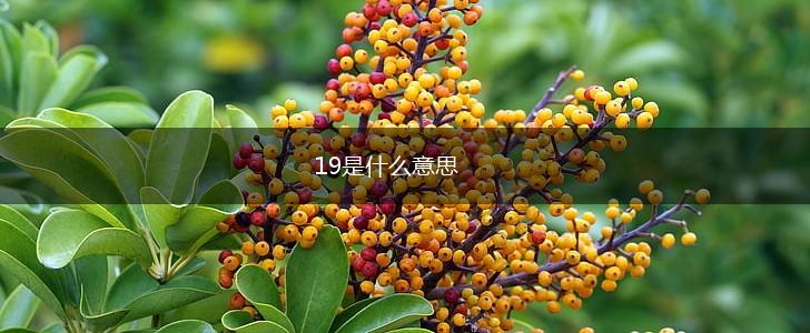 19是什么意思,第1张