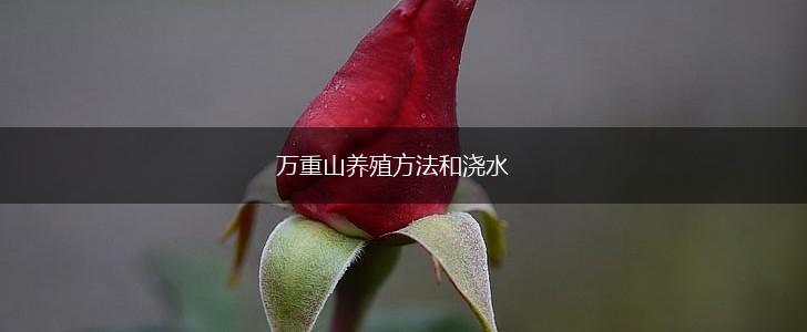 万重山养殖方法和浇水,第1张