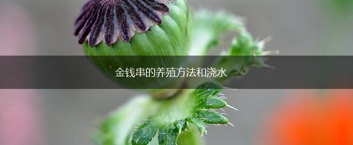 金钱串的养殖方法和浇水,第1张