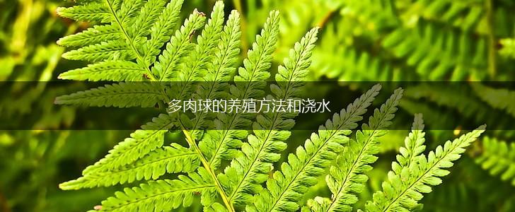 多肉球的养殖方法和浇水,第1张