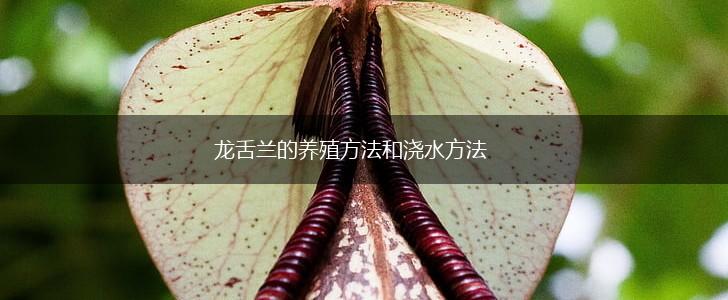 龙舌兰的养殖方法和浇水方法,第1张