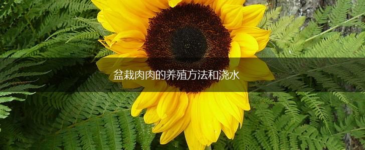 盆栽肉肉的养殖方法和浇水,第1张