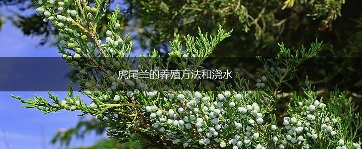 虎尾兰的养殖方法和浇水,第1张