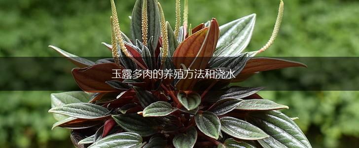 玉露多肉的养殖方法和浇水,第1张