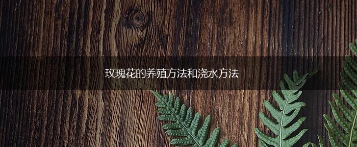 玫瑰花的养殖方法和浇水方法,第1张