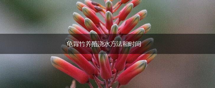 龟背竹养殖浇水方法和时间,第1张
