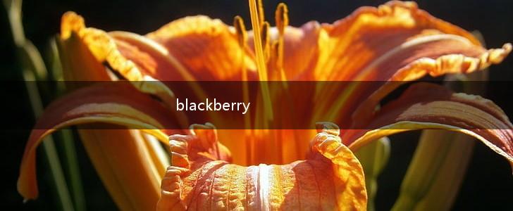 blackberry,第1张