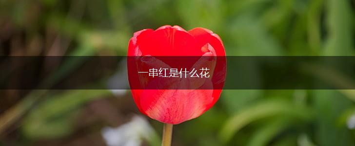 一串红是什么花,第1张