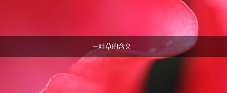 三叶草的含义,第1张
