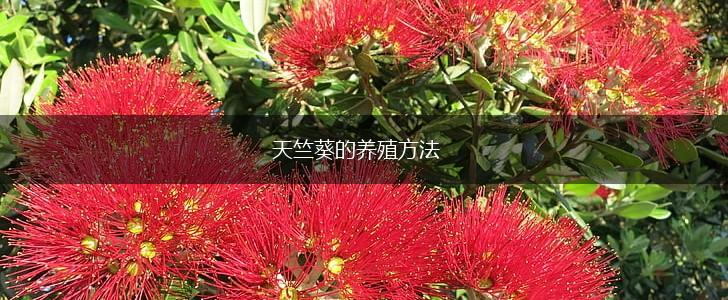 天竺葵的养殖方法,第1张