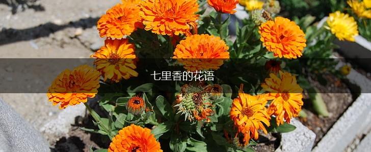 七里香的花语,第1张