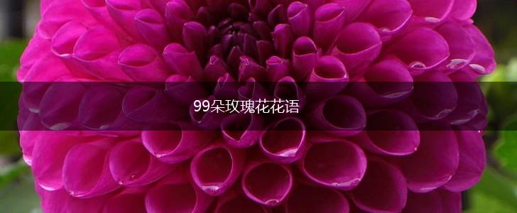 99朵玫瑰花花语,第1张