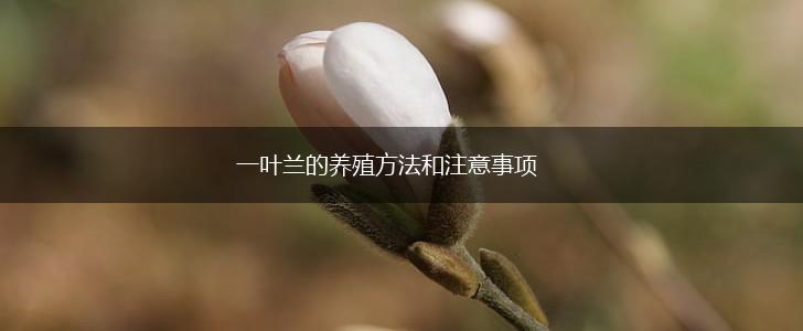 一叶兰的养殖方法和注意事项,第1张