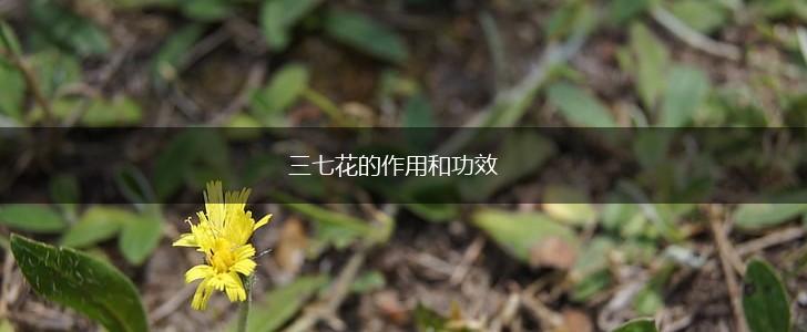 三七花的作用和功效,第1张
