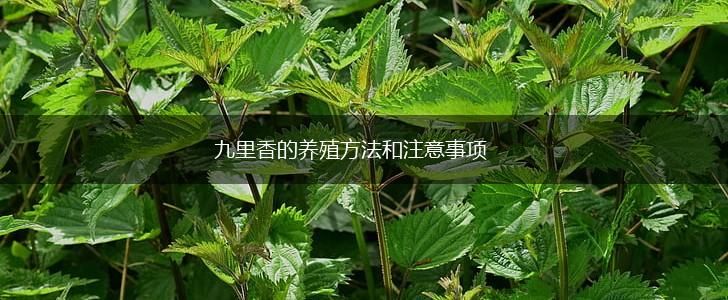 九里香的养殖方法和注意事项,第1张