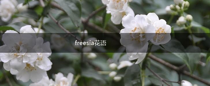 freesia花语,第1张