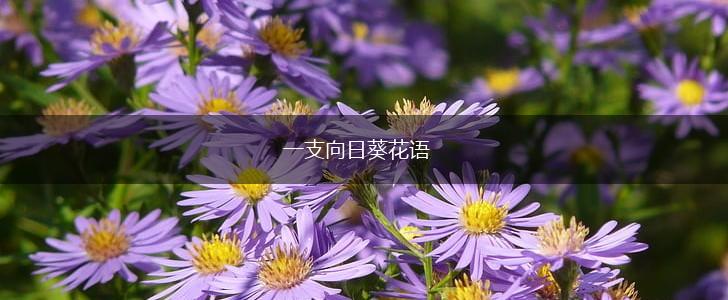 一支向日葵花语,第1张