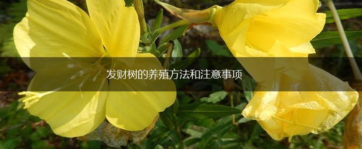 发财树的养殖方法和注意事项,第1张
