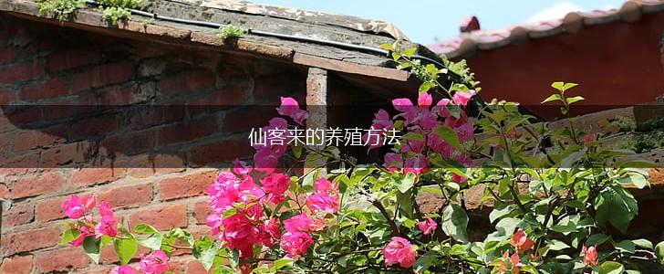 仙客来的养殖方法,第1张