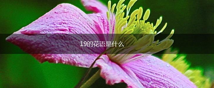 19的花语是什么,第1张
