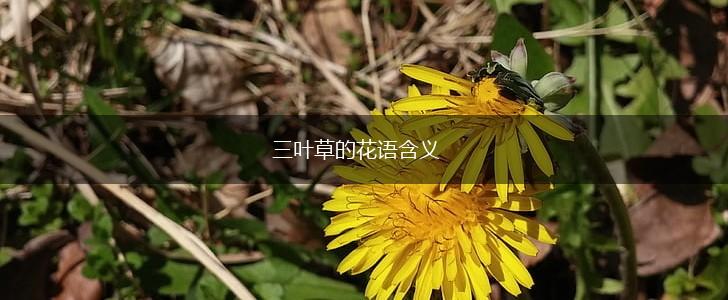 三叶草的花语含义,第1张