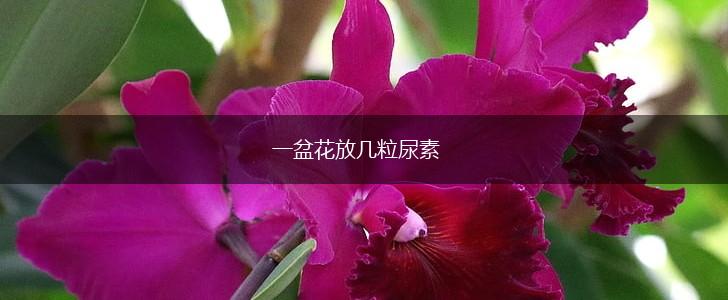 一盆花放几粒尿素,第1张