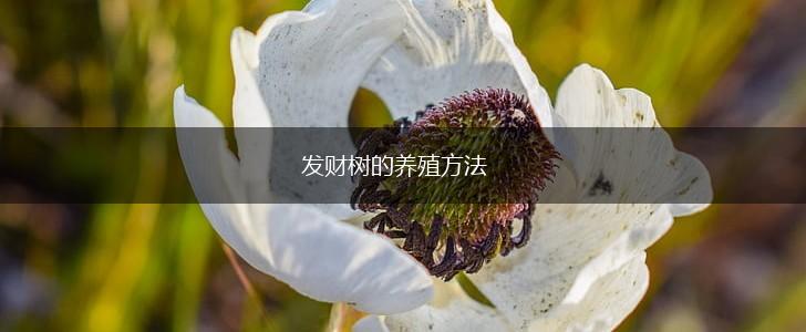发财树的养殖方法,第1张