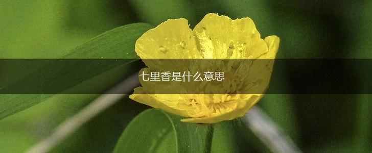 七里香是什么意思,第1张