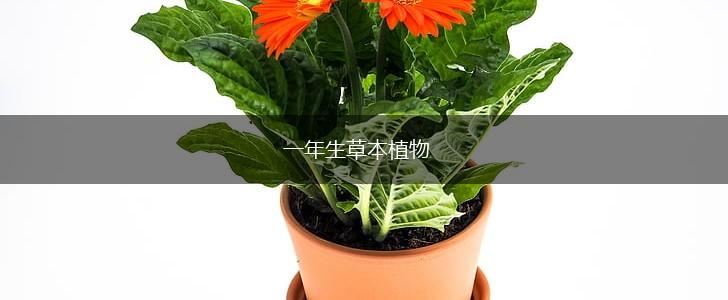 一年生草本植物,第1张