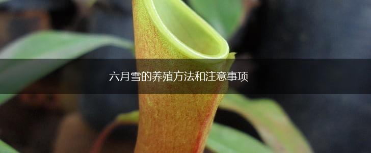 六月雪的养殖方法和注意事项,第1张