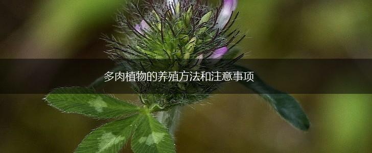 多肉植物的养殖方法和注意事项,第1张