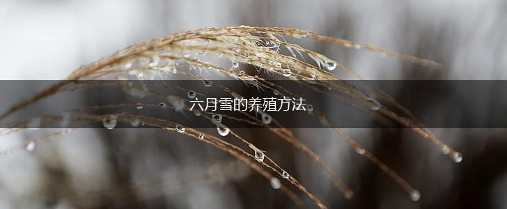 六月雪的养殖方法,第1张
