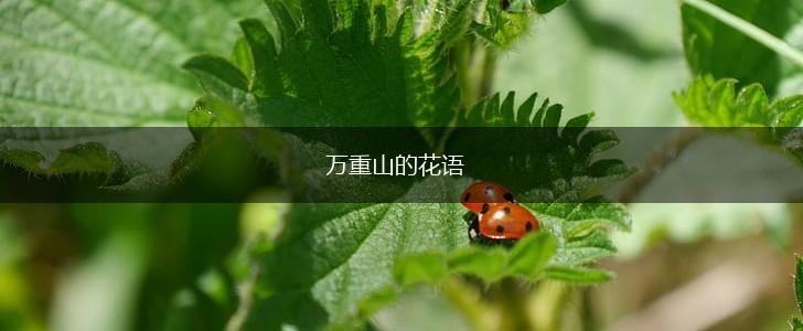 万重山的花语,第1张