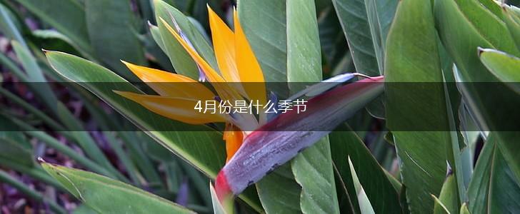 4月份是什么季节,第1张