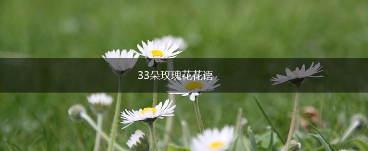 33朵玫瑰花花语,第1张